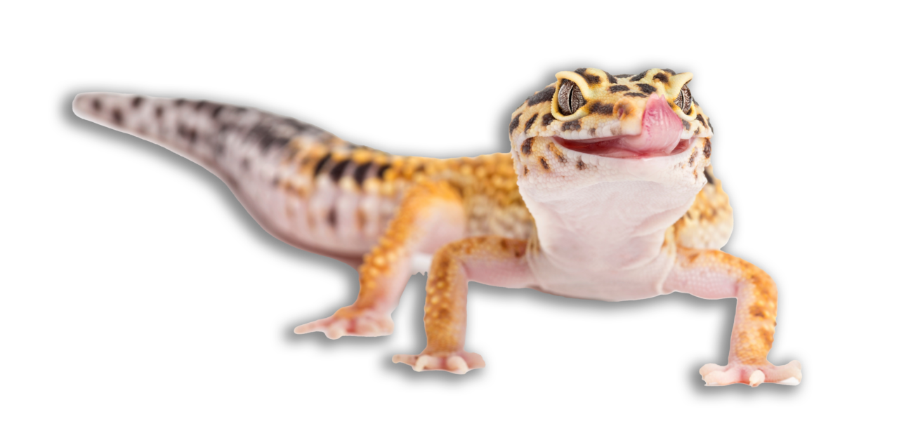 A gecko resting on a branch